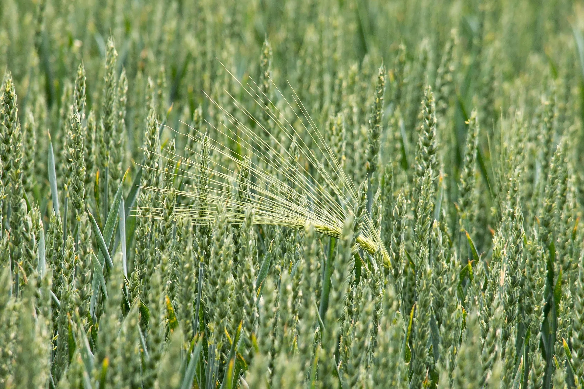 Plant Growth Promoters for Strong Crops