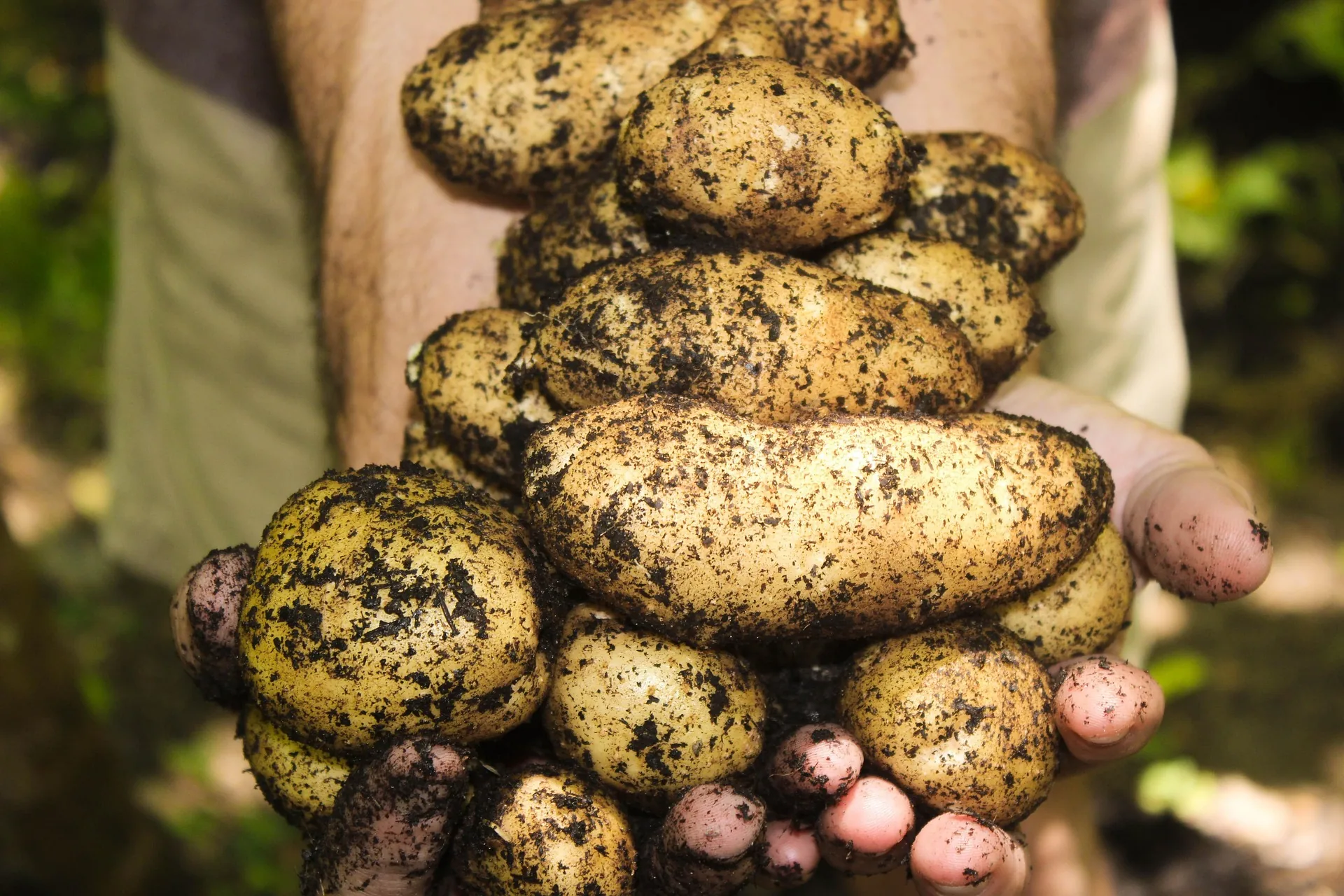 Trusted Bio Crop Shields Online
