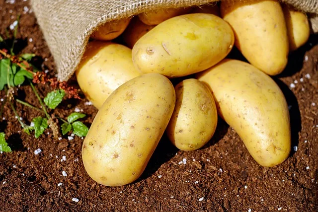 comprehensive_crop_performance_indochem_agrovet_blog_image comprehensive_crop_performance_indochem_agrovet_blog_image