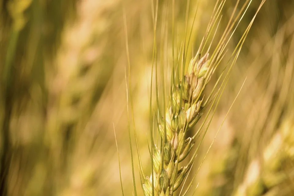 Crop Health Boosters and Micronutrients