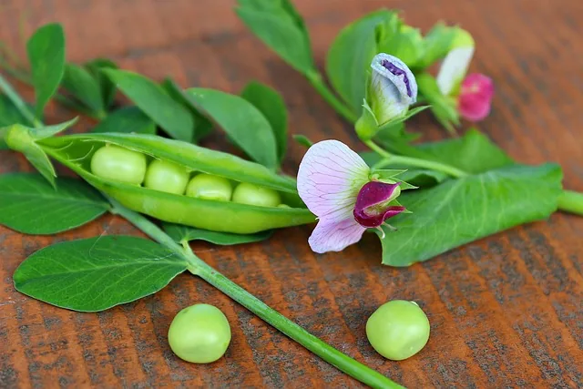 crop_nutrition_solutions_indochem_agrovet_blog_image