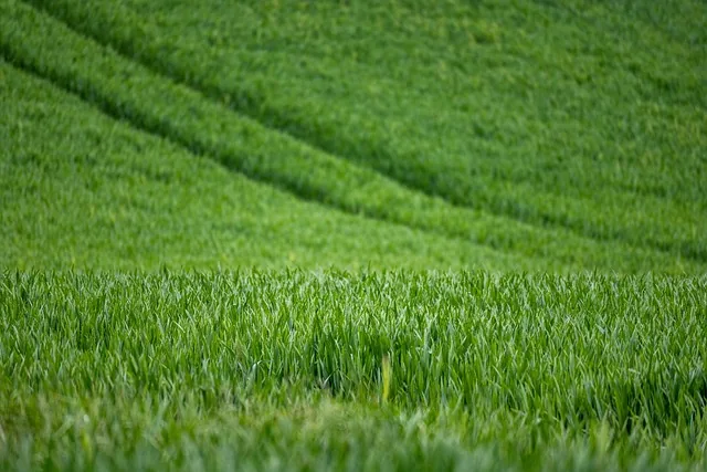 crop_protection_indochem_agrovet_blog_image crop_protection_indochem_agrovet_blog_image