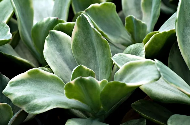 eco-friendly_farming_indochem_agrovet_blog_image eco-friendly_farming_indochem_agrovet_blog_image