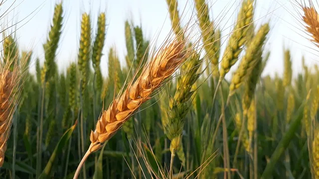 innovative_crop_growth_methods_indochem_agrovet_blog_image