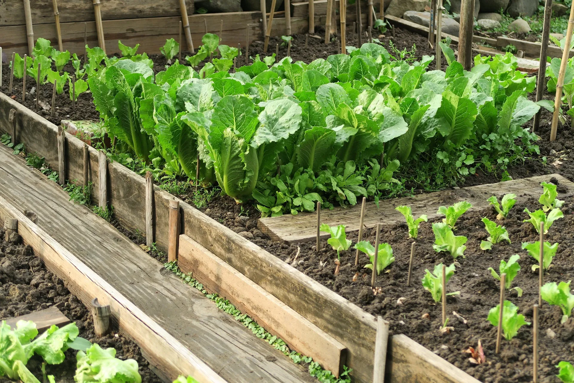 Organic-Farm