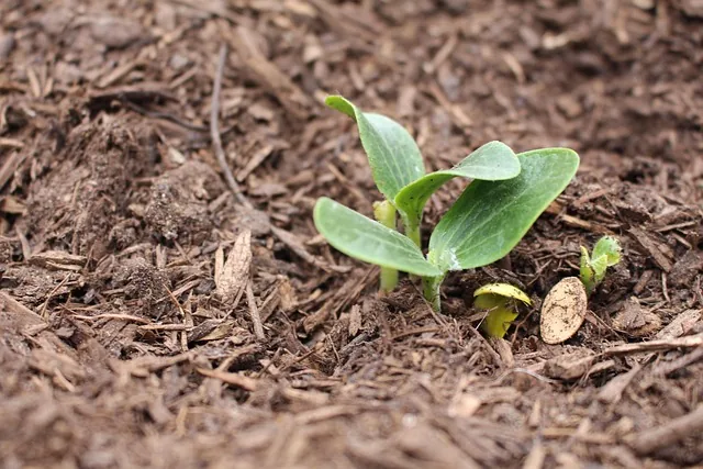 organic_manure_for_better_soil_health _indochem_agrovet_blog_image organic_manure_for_better_soil_health _indochem_agrovet_blog_image