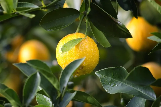 top_farming_solutions_for_crop_indochem_agrovet_blog_image