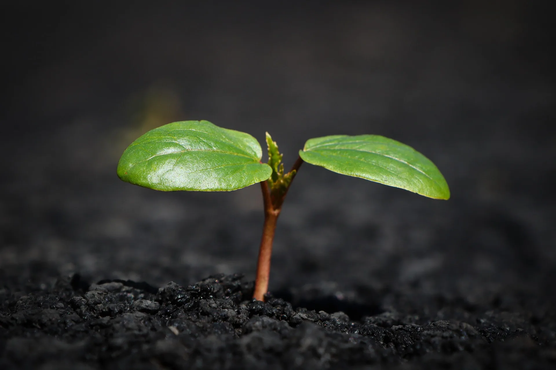 Top Plant Growth Boosters in India Top Plant Growth Boosters in India