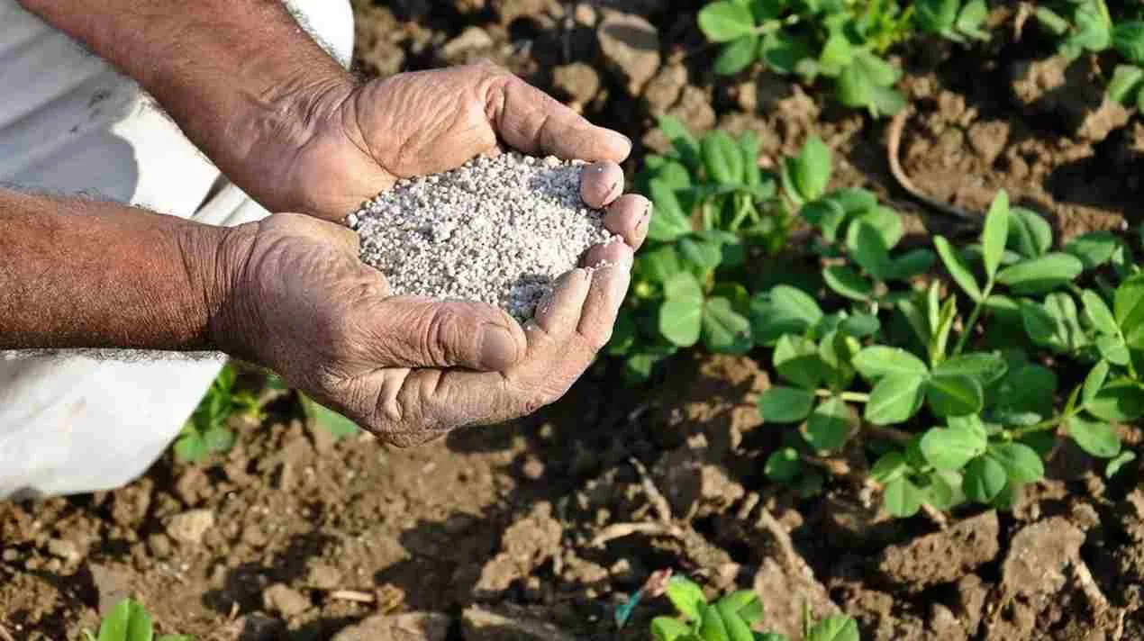 bio_fertilizers_for_sustainable_farming_indochem_agrovet_blog_image bio_fertilizers_for_sustainable_farming_indochem_agrovet_blog_image