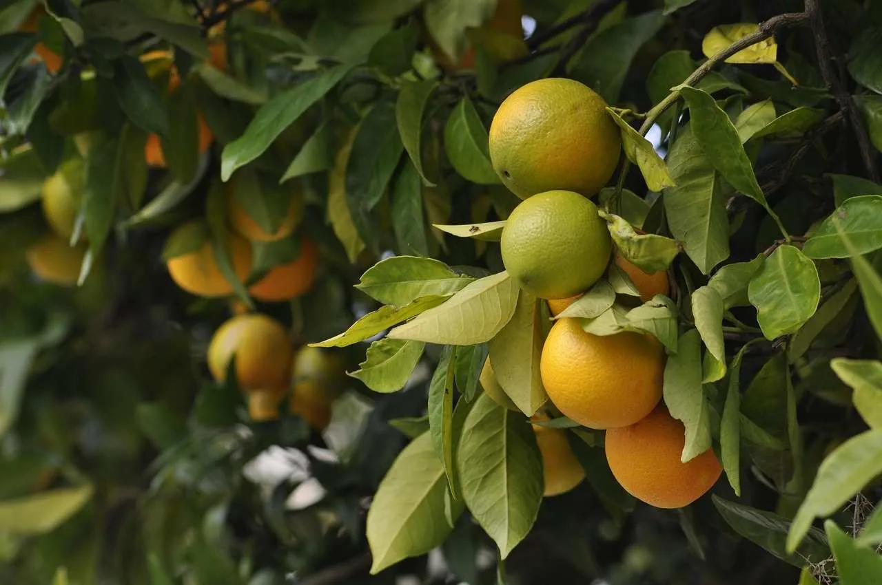 crop_nutrition_solutions_for_plants_indochem_agrovet_blog_image
