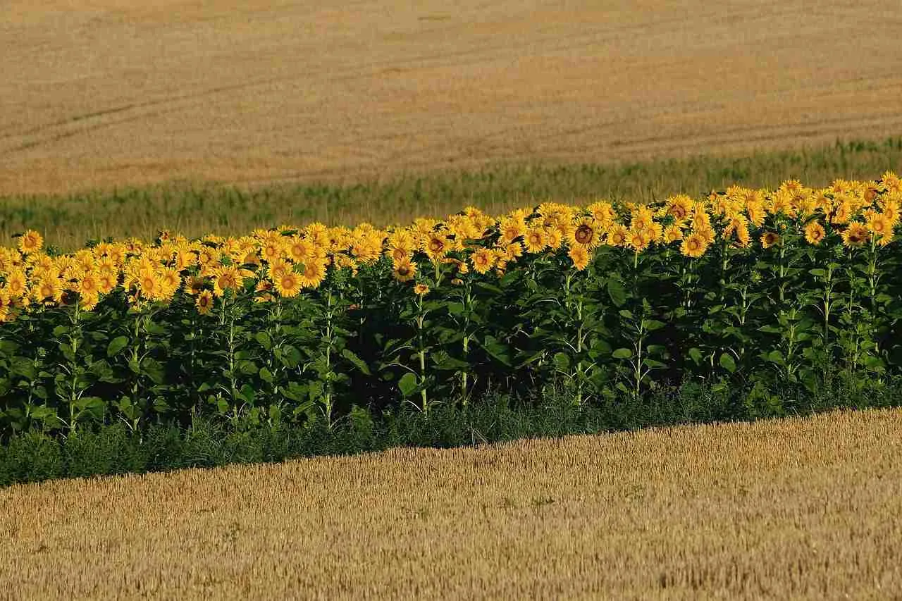crop_protection_products_for_farms _indochem_agrovet_blog_image
