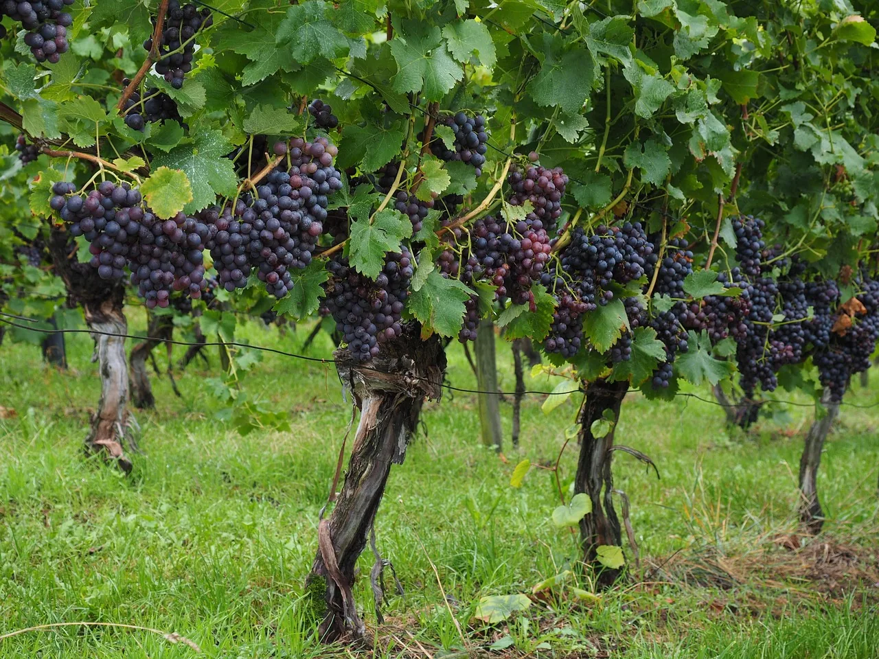 eco-friendly_crop_protection_solutions_indochem_agrovet_blog_image eco-friendly_crop_protection_solutions_indochem_agrovet_blog_image