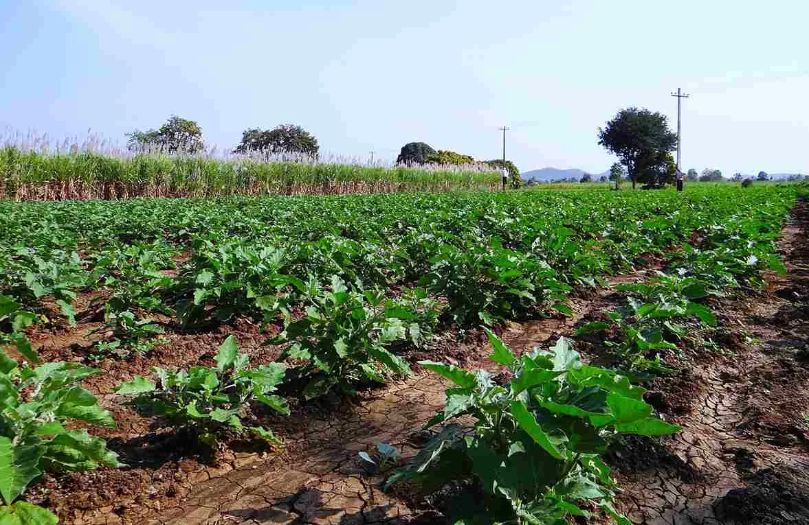 eco_friendly_farming_for_productivity_indochem_agrovet_blog_image eco_friendly_farming_for_productivity_indochem_agrovet_blog_image