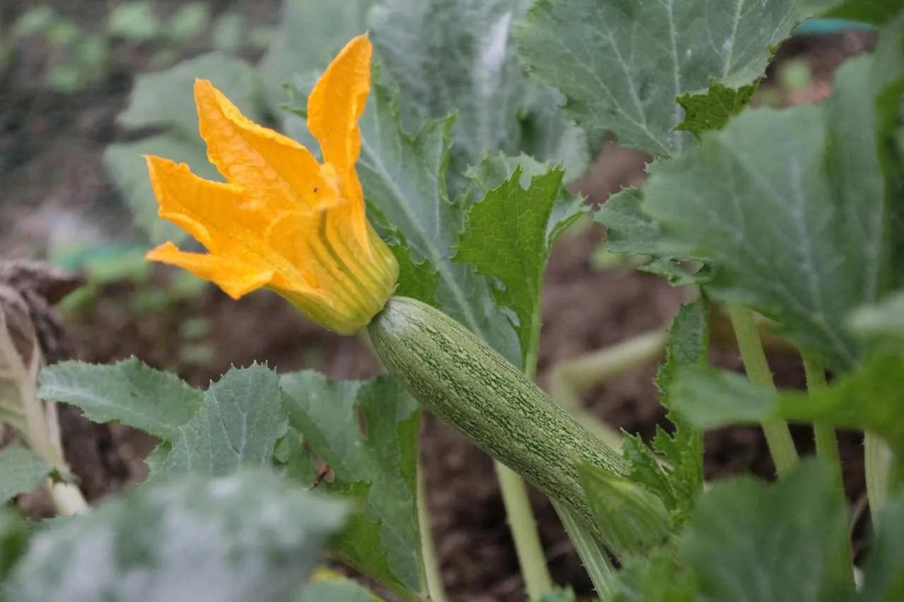natural_farming_inputs_for_yield_indochem_agrovet_blog_image