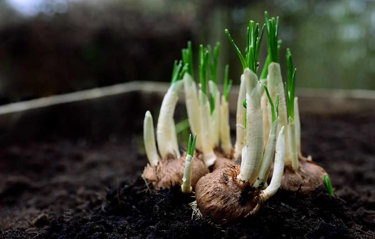 natural_farming_and_soil_health_guide_indochem_agrovet_blog_image