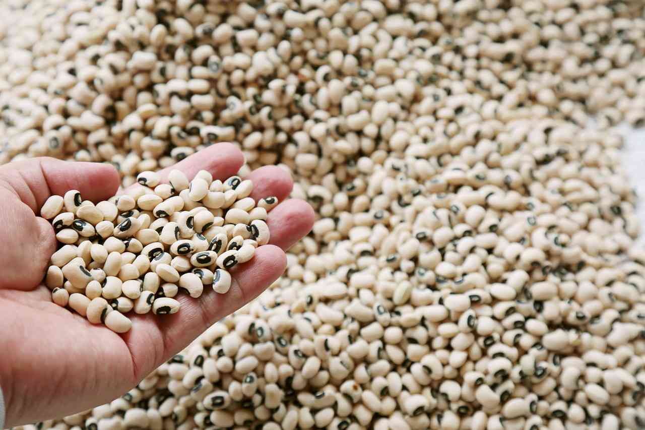 organic_agro_products_for_today_indochem_agrovet_blog_image