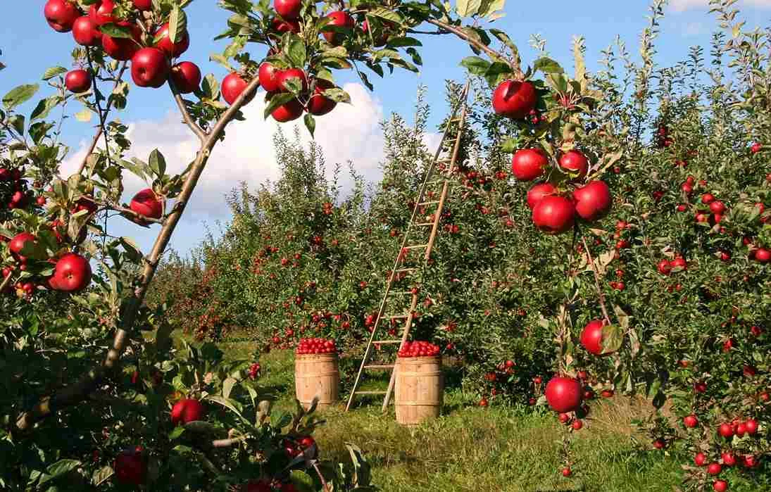 organic_farming_tips_for_farmers_indochem_agrovet_blog_image organic_farming_tips_for_farmers_indochem_agrovet_blog_image
