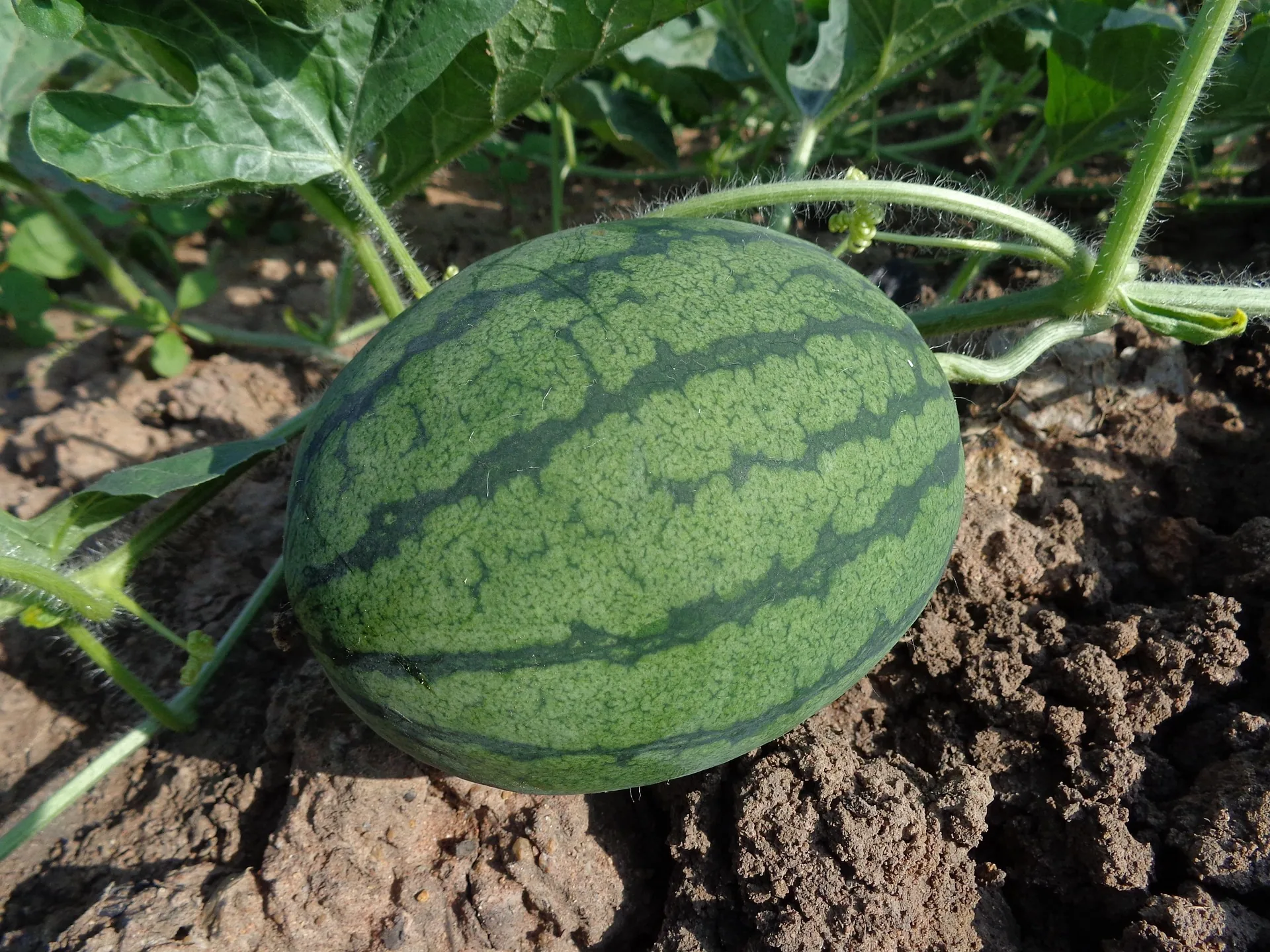 organic_fertilizers_for_better_soil_indochem_agrovet_blog_image