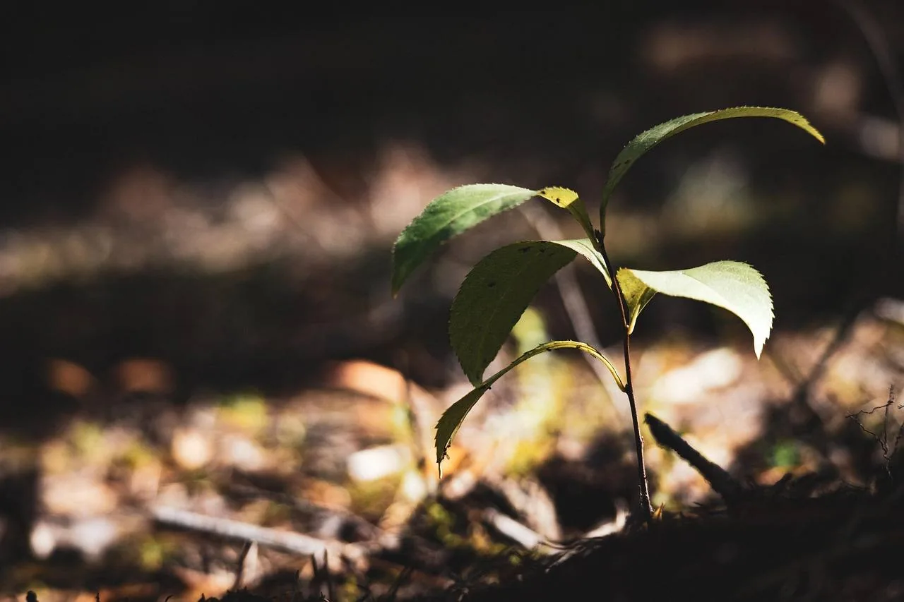 plant_growth_promoters_for_stronger_crops_indochem_agrovet_blog_image