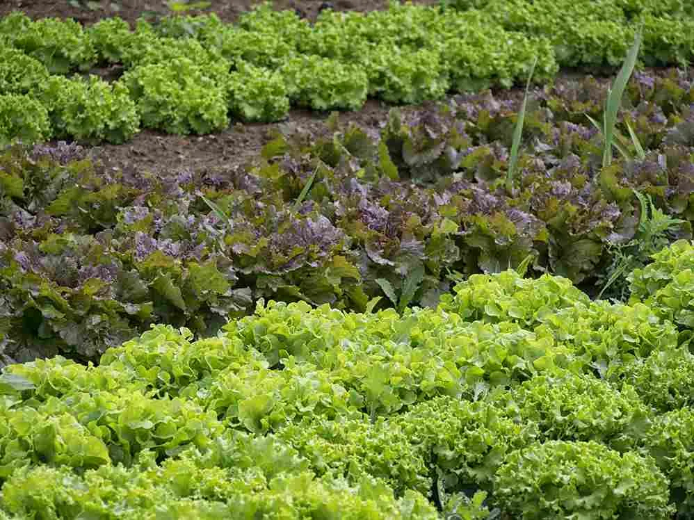sustainable_agri_using_bio_inputs_indochem_agrovet_blog_image sustainable_agri_using_bio_inputs_indochem_agrovet_blog_image