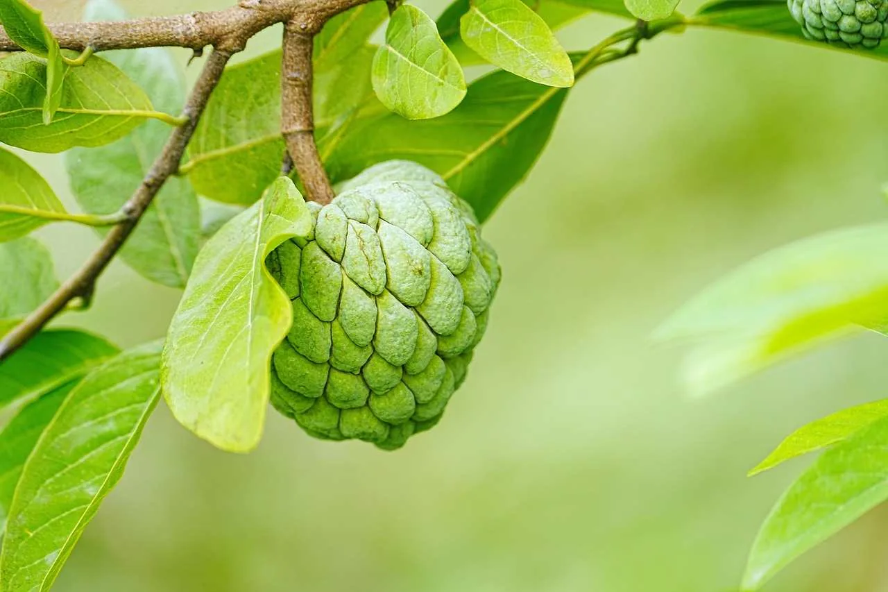 sustainable_farming_solutions_for_yield_indochem_agrovet_blog_image sustainable_farming_solutions_for_yield_indochem_agrovet_blog_image