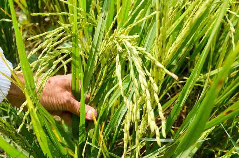 eco_agriculture_for_smart_farming_indochem_agrovet_blog_image eco_agriculture_for_smart_farming_indochem_agrovet_blog_image