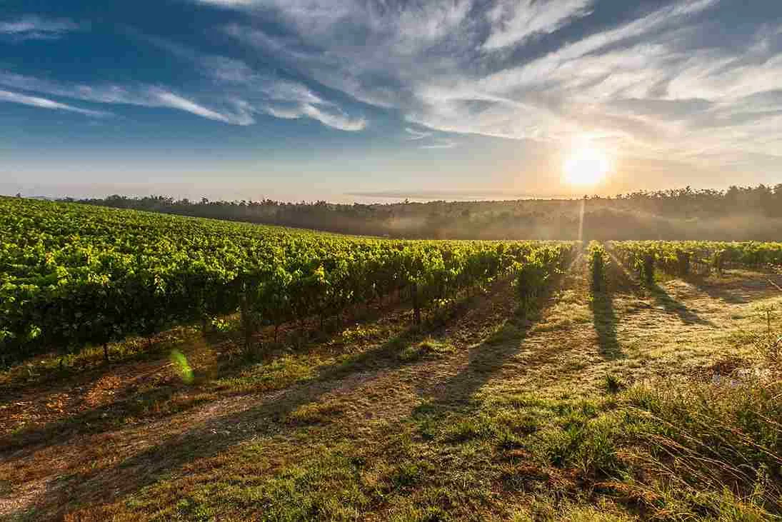 organic_solutions_for_farmland_revival_indochem_agrovet_blog_image