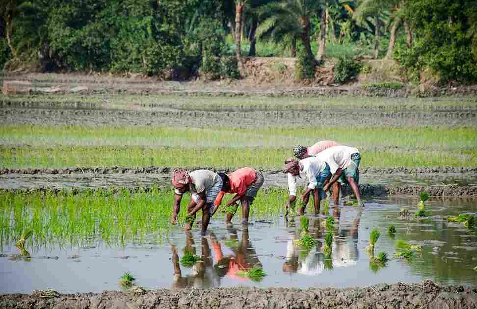 sustainable_agriculture_made_easy_today_indochem_agrovet_blog_image sustainable_agriculture_made_easy_today_indochem_agrovet_blog_image