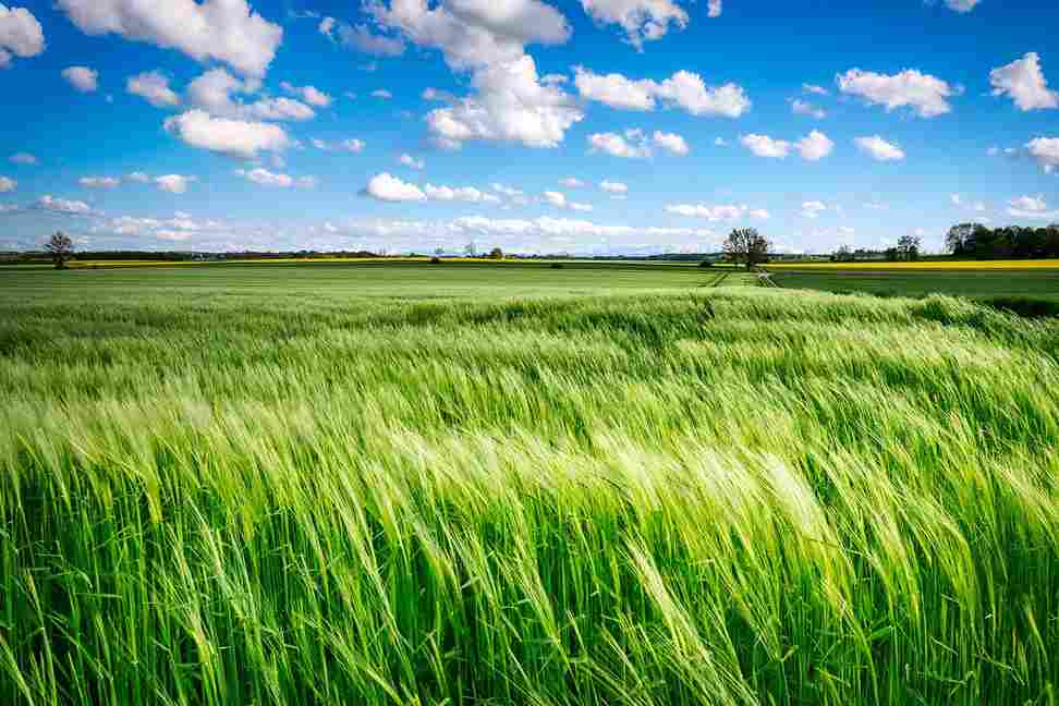 better_harvest_farming_tips_indochem_agrovet_blog_image