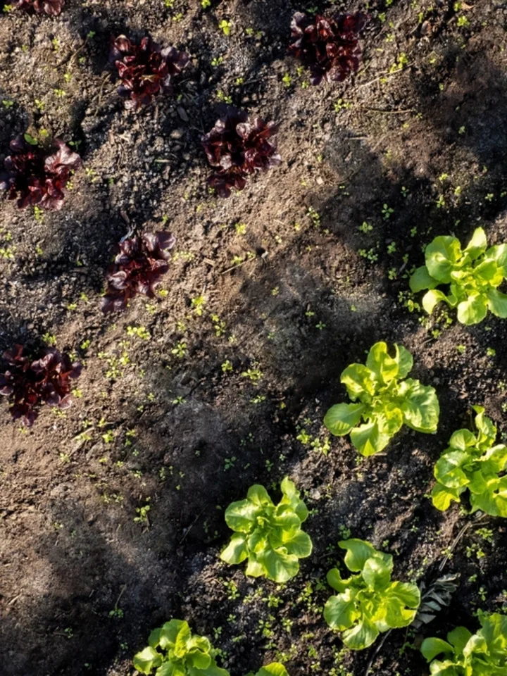 Young seedlings emerging in rows of rich, dark organic soil Young seedlings emerging in rows of rich, dark organic soil