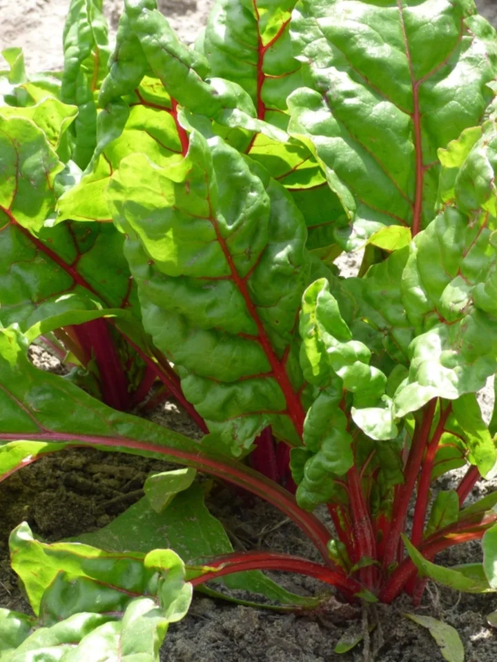 Healthy leafy chard crop growing in an organic vegetable bed Healthy leafy chard crop growing in an organic vegetable bed