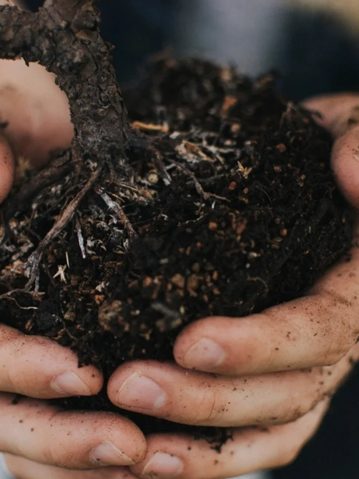 Two hands holding a mound of dark, crumbly conditioned soil Two hands holding a mound of dark, crumbly conditioned soil