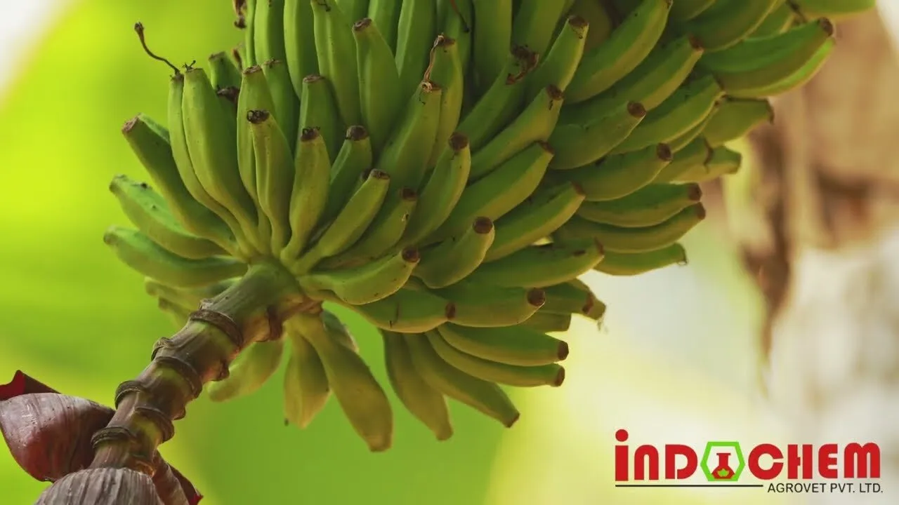 Banana bunch growing on the plant — still from the Indochem Agrovet video